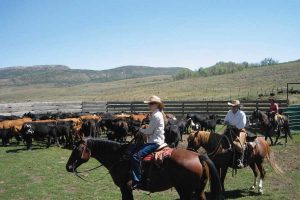 people on horseback in a cattle pen