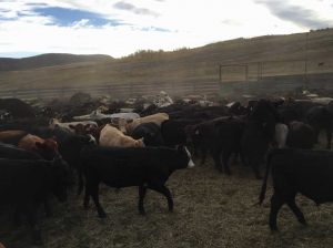 cattle in a pen