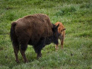 bison mama and baby