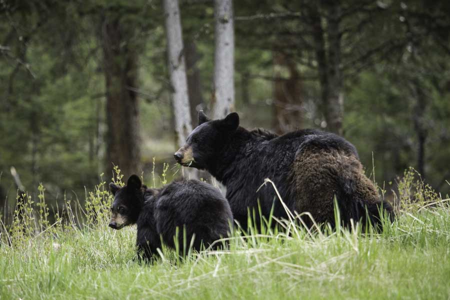 mama and baby black bear