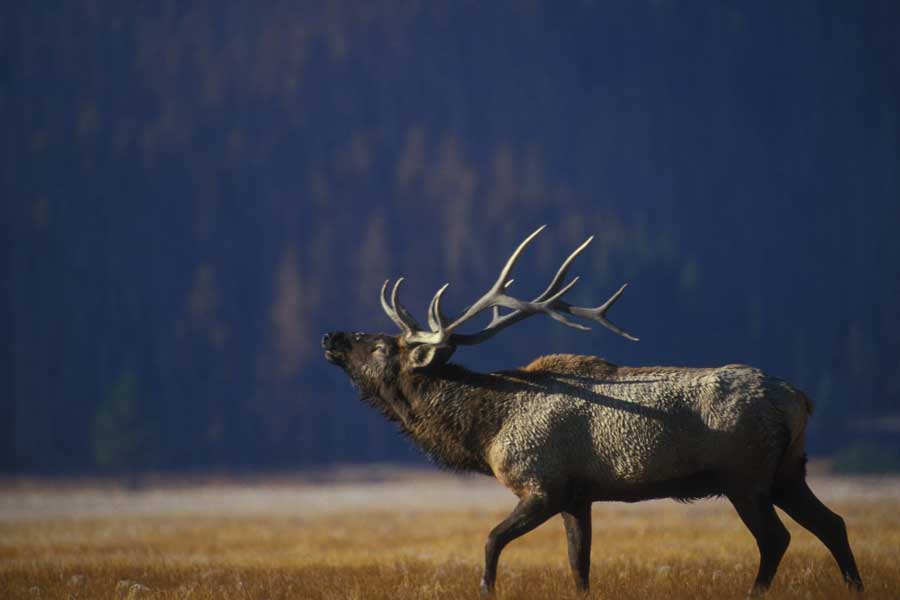 elk bugling