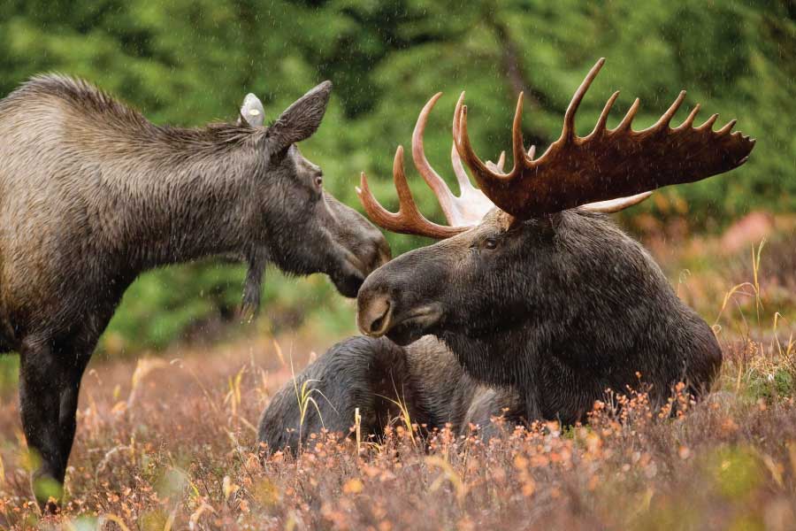 moose male and female